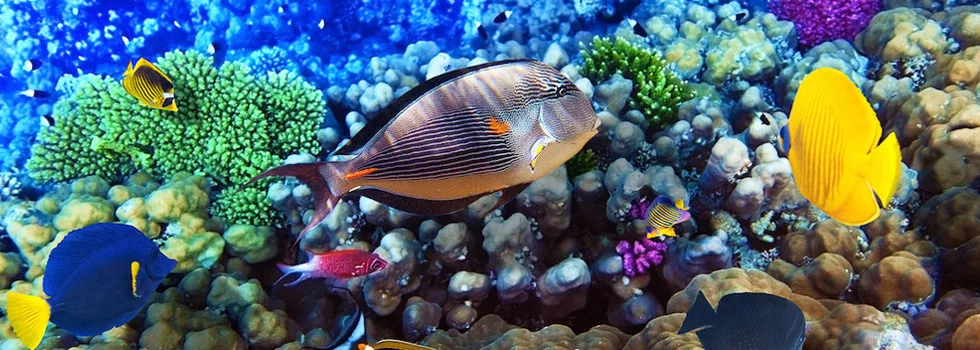 Snorkeling in kealakekua bay