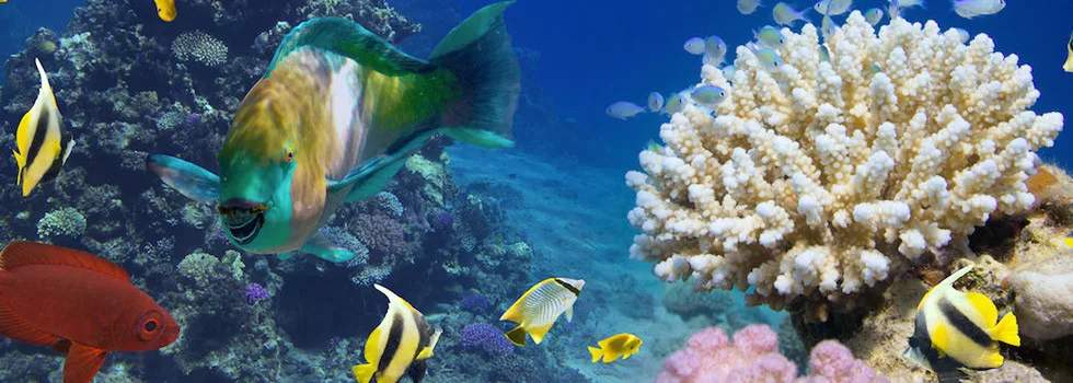 Captain cook snorkeling tour