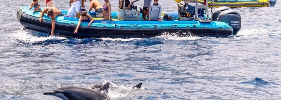 Dolphin watching kona