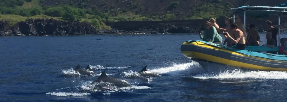 Dolphins off of kona