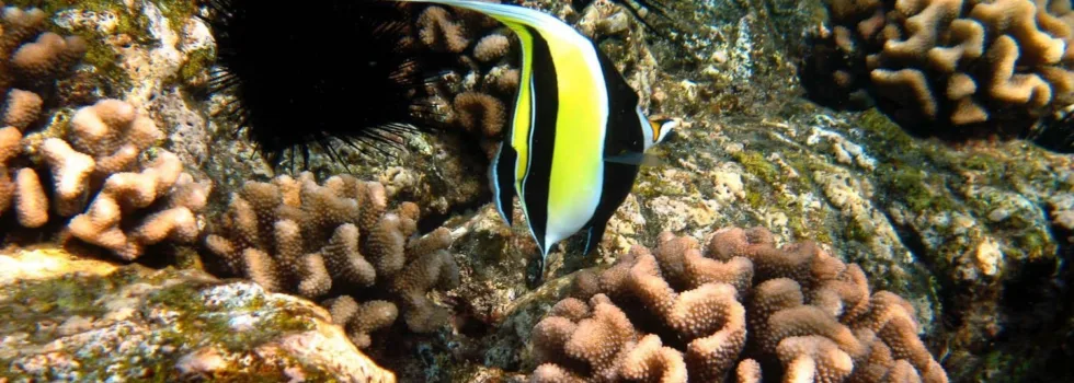 Moorish idol snorkel kona