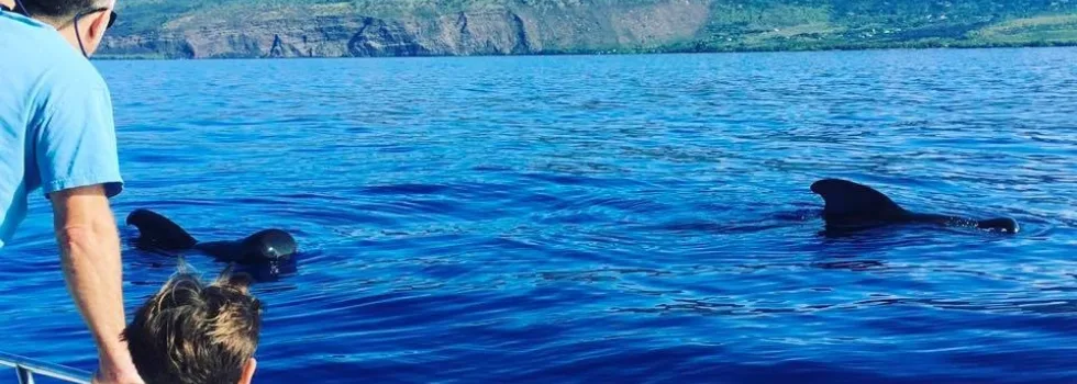 Pilot whales sightseeing kona