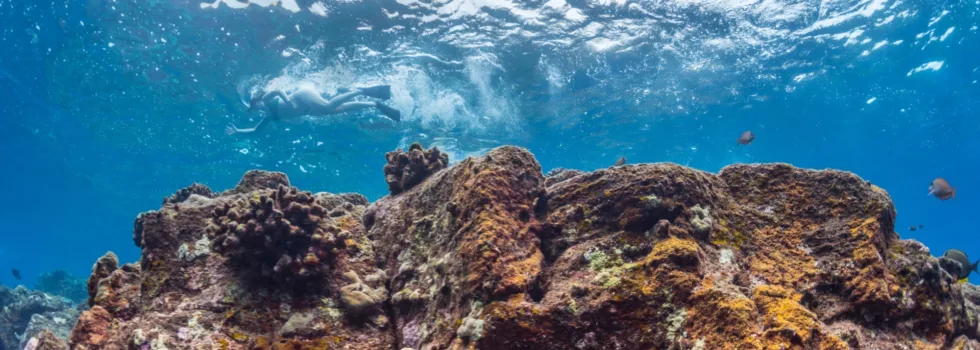 Snorkeling over secret reef kona