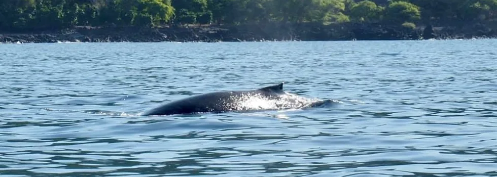 South kona whale watching