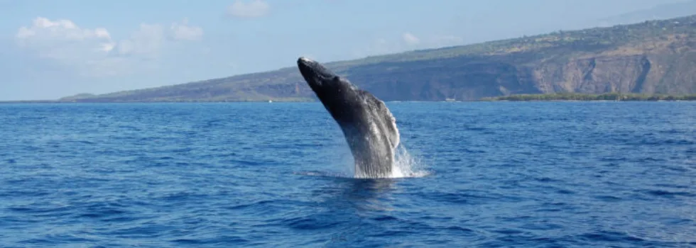 Whale watching near kealakekua
