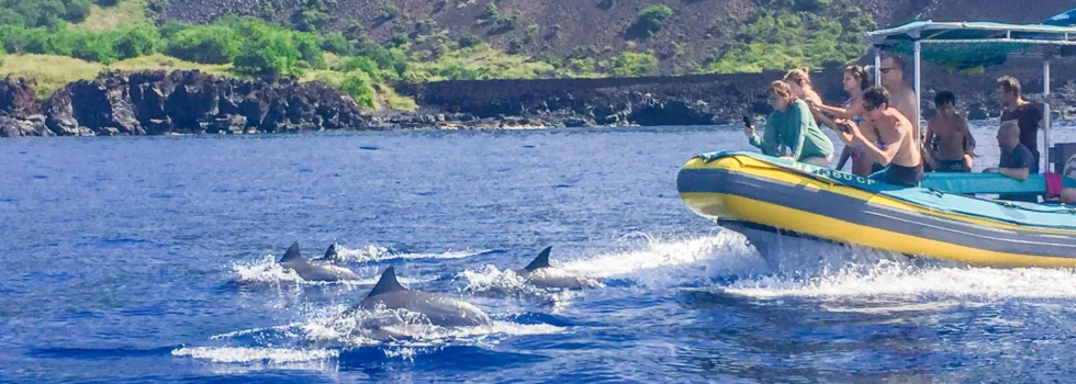 Dolphins off of kona 2