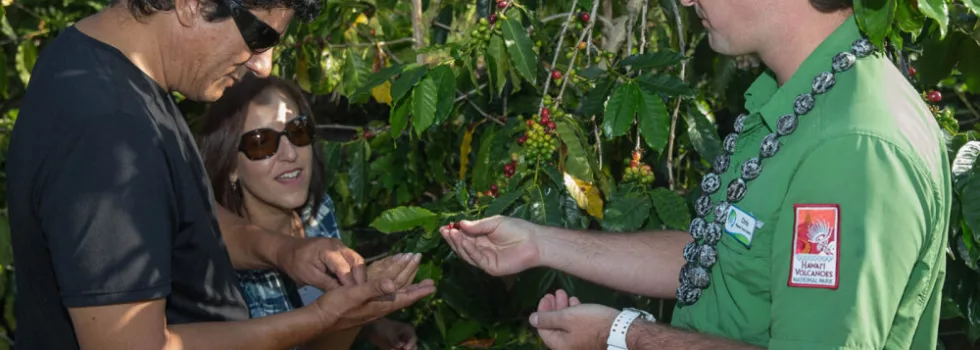 Kona coffee farm tour