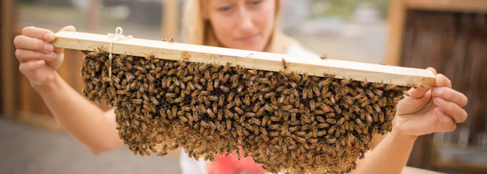 Kona bee farm tour hawaii