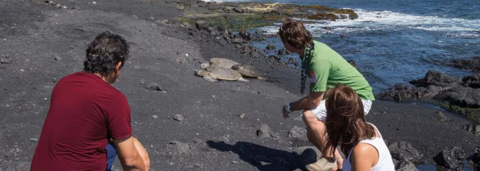 Turtle viewing big island