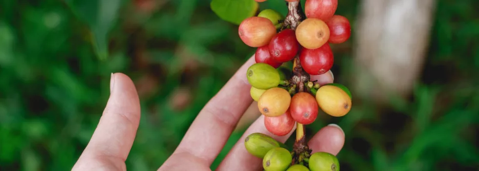 Hawaii coffee bean tour
