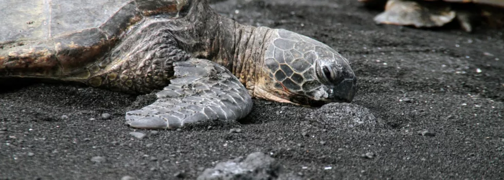 Punaluu beach turtle view