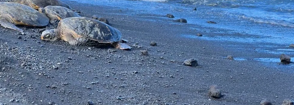 Private turtle tour big island
