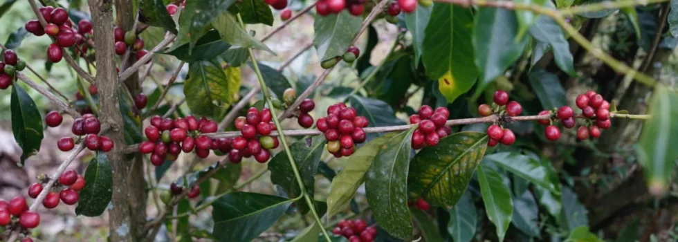 Coffee tour kona hawaii