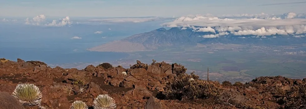 Haleakala maui silversword plant