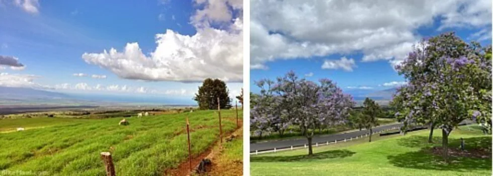Upcountry maui views