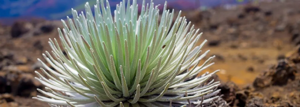 Haleakala silversword loop trail