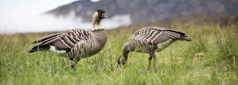 Hawaiian nene goose at paliku