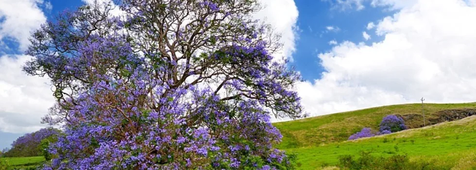 Jacaranda tree upcountry maui