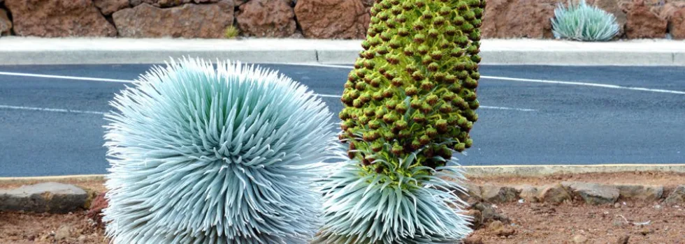 Silversword plant maui