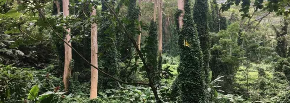 Bike tour in hawaii rainforest