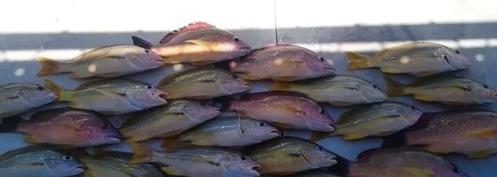 Reef fish caught during bottom fishing waikiki