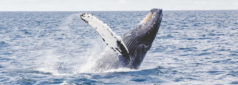 Whale-breach-hawaii-tour