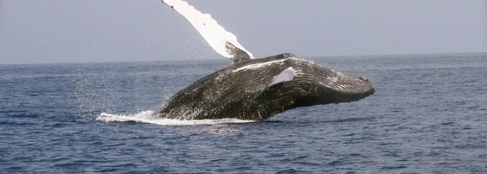 Whale-watching-oahu-tour