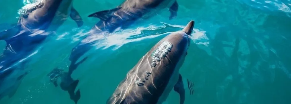 Private waikiki morning sail dolphins