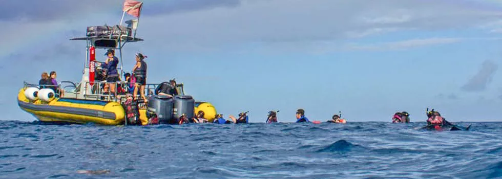 Dolphin Tours Hawaii