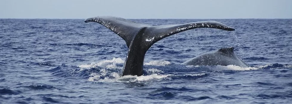 Whale Watch West Oahu