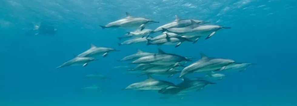 Hawaiian Spinner Dolphin Pod