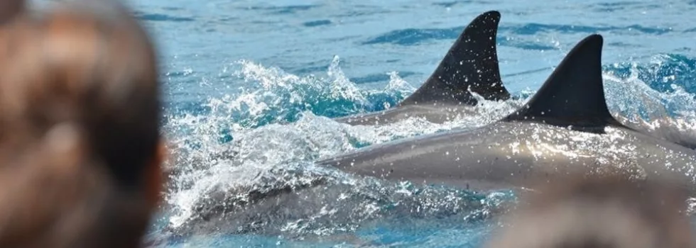 Hawaiian Spinner Dolphins Boat Tour