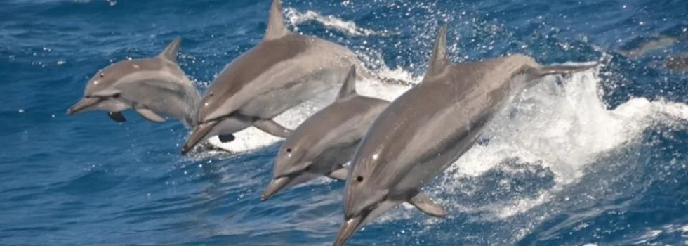 Hawaiian Spinner Dolphins Jumping