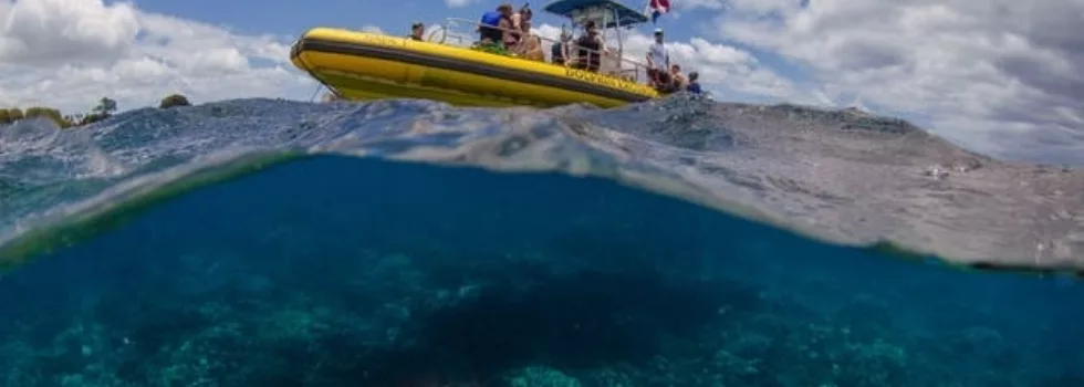 Dolphin Tour Boat Oahu