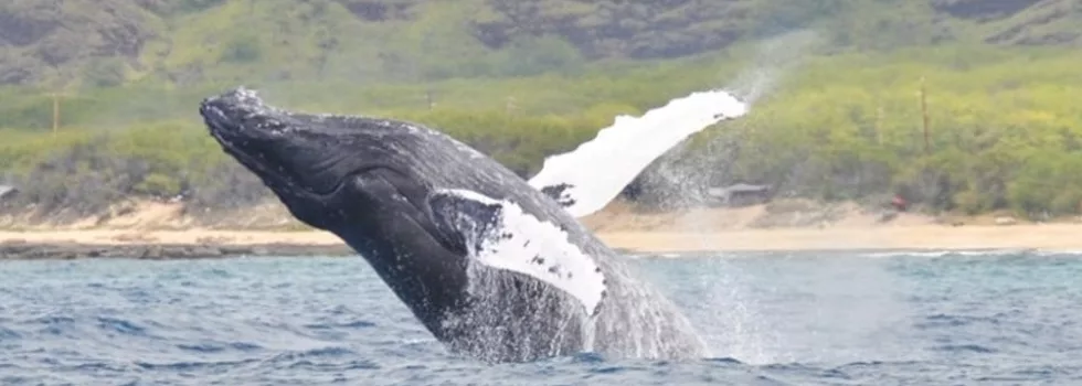 Humpback Whale Breach