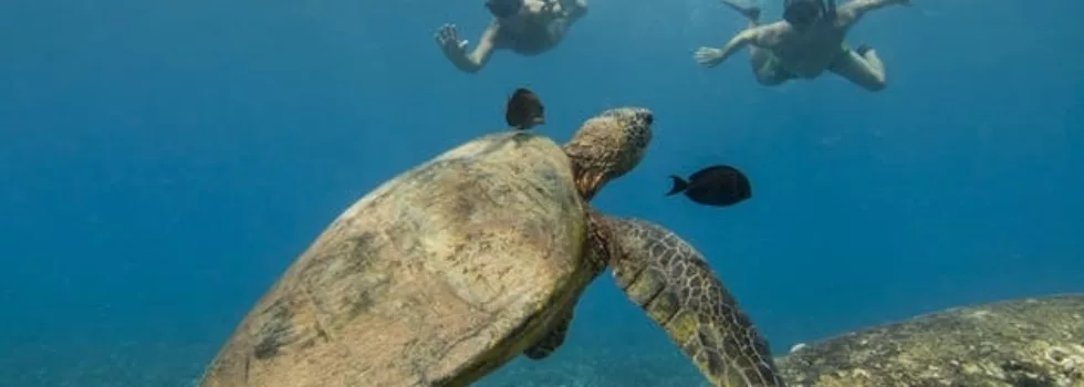 Swim With Turtles Oahu
