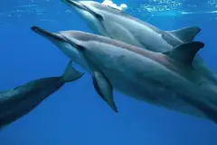 Dolphin Viewing and Snorkel Tour: Dolphin swim thumb 2022 11 26 235747 gqvz