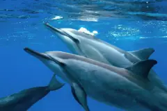 Dolphin Viewing and Snorkel Tour: Dolphin swim thumb 2022 11 26 235747 gqvz