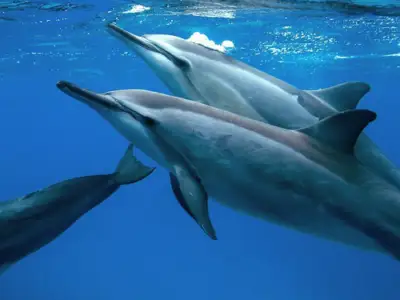 Dolphin Viewing and Snorkel Tour: Dolphin swim thumb 2022 11 26 235747 gqvz