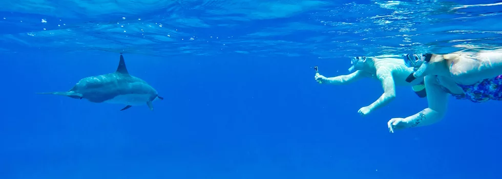 Swim With Wild Dolphins Hawaii