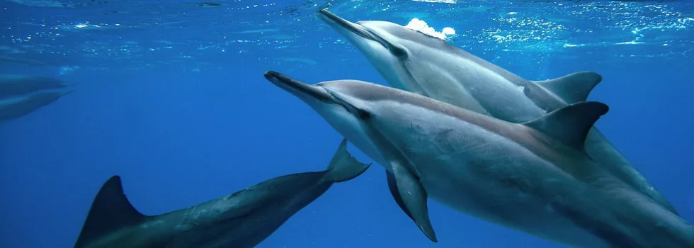 Dolphin swim tour oahu