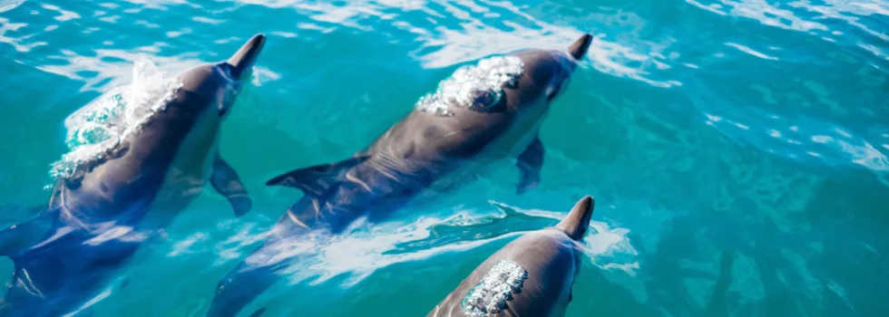 Dolphin swimming oahu