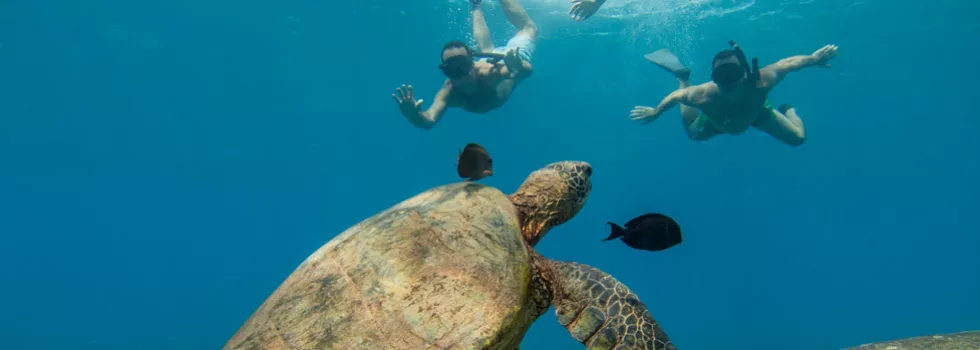 Snorkel with turtles oahu