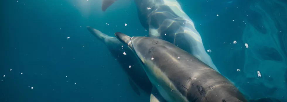 Dolphin Viewing and Snorkel Tour - Adventure Tours Hawaii