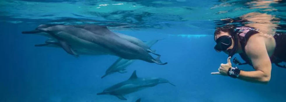 Swim with dolphins oahu