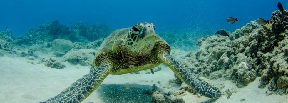 Turtle tour oahu