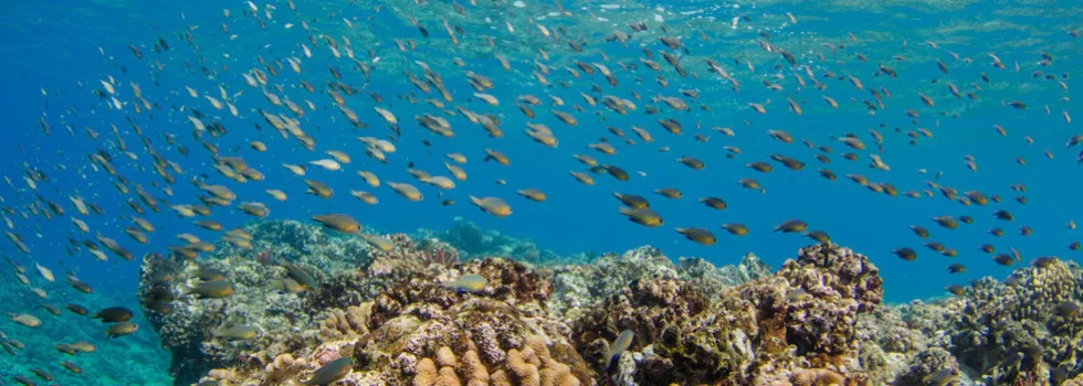 West oahu coral reef