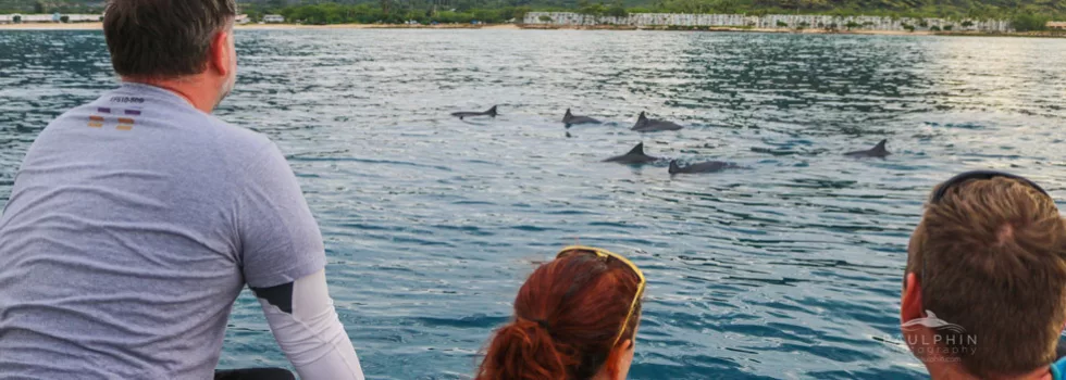 Wild dolphins hawaii