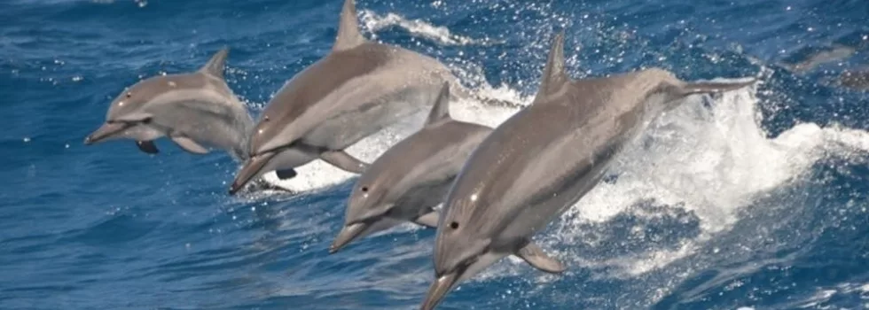 ナチュラル　マリンスノー　検索）ローカル　トップブリッジ　エニードープ　ニンナ Swim with Dolphin & Snorkeling Adventure in Hurghada | Kenzly