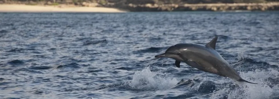 Oahu Spinner Dolphin